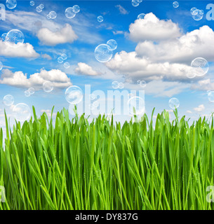L'herbe de printemps vert frais avec de l'eau Gouttes plus beau ciel bleu avec des bulles d'air Banque D'Images