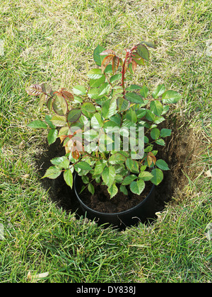 Arbuste rose en pot placés dans le trou creusé avant d'être plantés dans le sol Banque D'Images