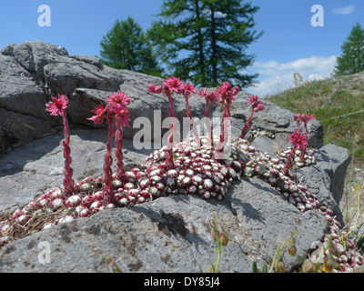 Houseleek Sempervivum montanum - Montagne Banque D'Images