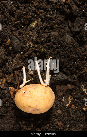 Tubercule de pomme de terre tuba envoyer jusqu'tir la nouvelle croissance proviennent de bourgeons latéraux dans les ténèbres contre les paillis compost fait maison Banque D'Images