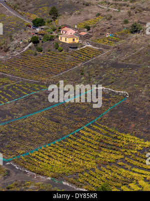 Les vignes poussent sur le terrain volcanique noire qui a été laissé par l'éruption du volcan San Antonio dans l'année 1677. Banque D'Images