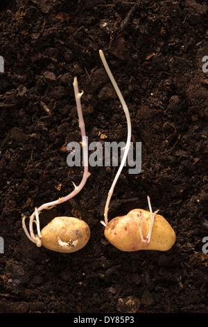 Tubercule de pomme de terre tuba envoyer jusqu'tir la nouvelle croissance proviennent de bourgeons latéraux dans les ténèbres contre les paillis compost fait maison Banque D'Images