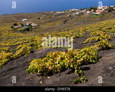 Télévision vignes croissantes racine dans le sol de lave volcanique noire qui a été laissé par l'éruption du volcan San Antonio en 1677. Banque D'Images