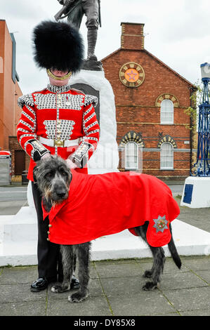 Holywood, Irlande du Nord. 9 Apr 2014 - Donald Mormaer (prononcer 'Donal'), les Gardes irlandais' 16e mascotte régimentaire Irish Wolfhound porte le manteau qui lui a été présenté hier par le Président irlandais Michael D. Higgins, à Windsor au cours de sa visite d'état du Royaume-Uni. L'accompagnant est son maître, le batteur David Steed. Crédit : Stephen Barnes/Alamy Live News Banque D'Images