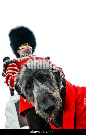 Holywood, Irlande du Nord. 9 Apr 2014 - Donald Mormaer (prononcer 'Donal'), les Gardes irlandais' 16e mascotte régimentaire Irish Wolfhound porte le manteau qui lui a été présenté hier par le Président irlandais Michael D. Higgins, à Windsor au cours de sa visite d'état du Royaume-Uni. L'accompagnant est son maître, le batteur David Steed. Crédit : Stephen Barnes/Alamy Live News Banque D'Images