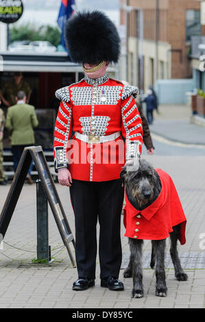 Holywood, Irlande du Nord. 9 Apr 2014 - Donald Mormaer (prononcer 'Donal'), les Gardes irlandais' 16e mascotte régimentaire Irish Wolfhound porte le manteau qui lui a été présenté hier par le Président irlandais Michael D. Higgins, à Windsor au cours de sa visite d'état du Royaume-Uni. L'accompagnant est son maître, le batteur David Steed. Crédit : Stephen Barnes/Alamy Live News Banque D'Images