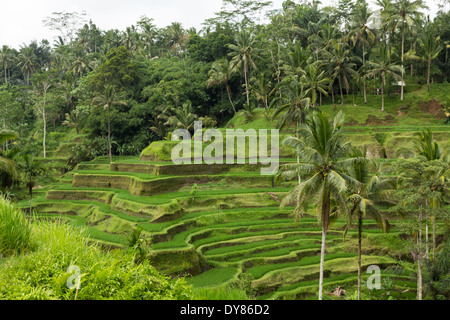 Tegalalang Terrasse de riz est l'un des célèbres objets de Bali situé dans le village de Tegalalang, Bali, Indonésie. Banque D'Images