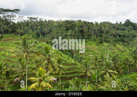 Tegalalang Terrasse de riz est l'un des célèbres objets de Bali situé dans le village de Tegalalang, Bali, Indonésie. Banque D'Images