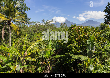 Forêt de palmiers à Bali, Indonésie. Banque D'Images