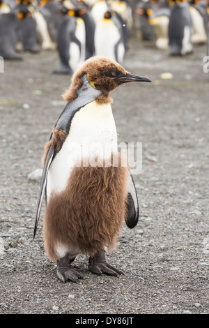 Un jeune roi Penguin de mue juvénile jusqu'à ses plumes adultes à Gold Harbour, la Géorgie du Sud, Sud de l'océan. Banque D'Images