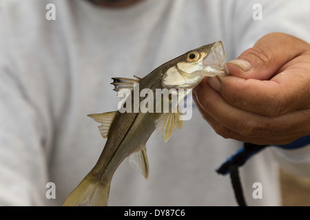 La tenue d'un jeune pêcheur Snook bouche du poisson, FL, USA Banque D'Images