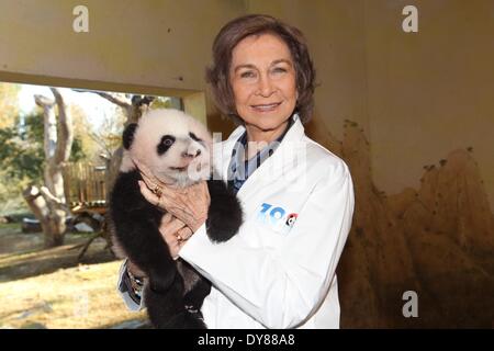 Madrid, Espagne. Apr 9, 2014. Photo prise le 28 novembre 2013, l'Espagne montre la Reine Sofia avec panda géant 'Xing Bao' au zoo de Madrid. 'Xing Bao' a été le quatrième panda né dans le zoo. Source : Xinhua/Alamy Live News Banque D'Images