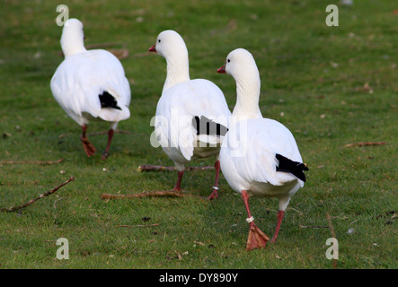 Groupe de trois Oies des neiges (Chen caerulescens) marche loin Banque D'Images