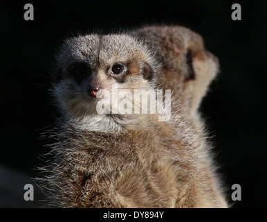 Close-up of an African Meerkat (Suricata suricatta) Comité permanent, un autre sentry Meerkat dans l'arrière-plan Banque D'Images