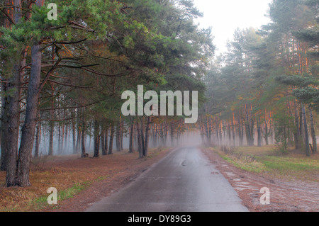 En automne brouillard park Banque D'Images