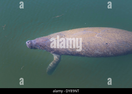 Manatee bébé juste en dessous de la surface de l'eau, la baie de Tampa, FL, USA Banque D'Images