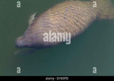 Manatee bébé juste en dessous de la surface de l'eau, la baie de Tampa, FL, USA Banque D'Images