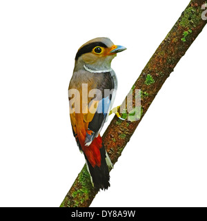 Une femme à poitrine d'argent (Serilophus Broadbill lunatus), retour profil, isolé sur fond blanc Banque D'Images