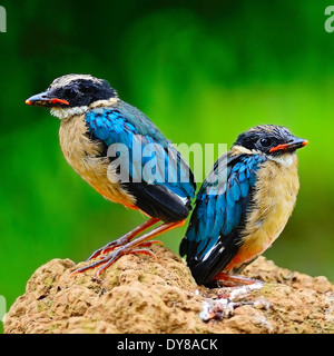 Pitta colorés, à ailes bleues juvéniles (Pitta Pitta moluccensis), debout sur le terrain Banque D'Images