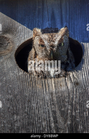 Les oiseaux de proie Duck Creek duc maculé morph-Gris Gris phase Megascops asio owl house Richardson petit hibou Strigidae USA, Banque D'Images