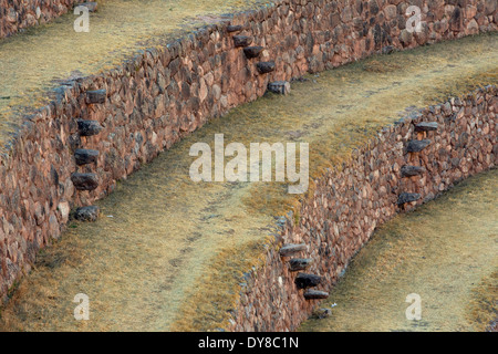 L'Amérique du Sud, au Pérou. La circulaire, terrasses agricoles, Inca de Moray. Banque D'Images