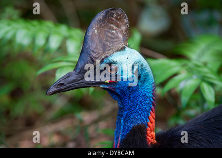 L'Australie, sports et loisirs, sports et loisirs, de l'Australie Casuarius, Mission Beach, Queensland, animal, oiseau, bleu Banque D'Images