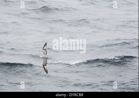 Un Fulmar (Fulmarus glacialoides sud, vol au large de la péninsule antarctique. Banque D'Images
