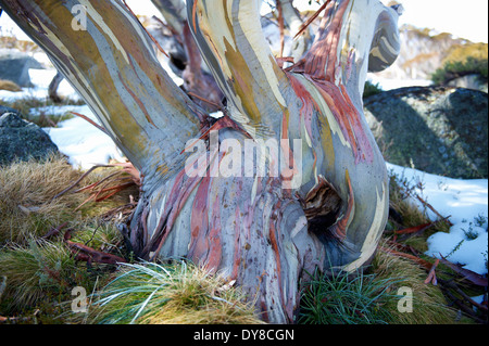 L'Australie, arbres, Abaddon, National Park, New South Wales, neige, eucalyptus, eucalyptus, karri, karri tree Banque D'Images