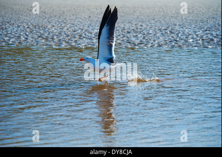 L'Australie, la mer, le sable, l'animal, Victoria, oiseaux, Wilsons Promontory, parc national, mouette, Banque D'Images