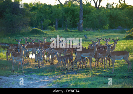 Le Botswana, l'Afrique, l'impala, Khwai, les animaux sauvages, Banque D'Images