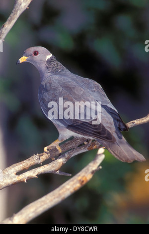 - Le Pigeon à queue barrée Patagioenas fasciata - adulte Banque D'Images