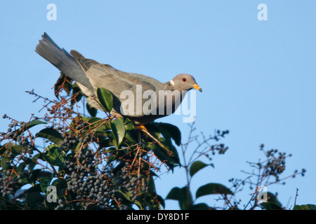 - Le Pigeon à queue barrée Patagioenas fasciata - adulte Banque D'Images