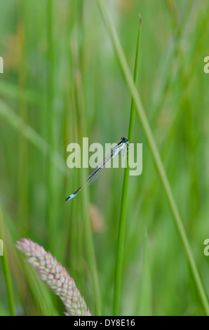 Une demoiselle bleue accroché à une tige d'herbe dans une prairie de Cumbrie ensoleillée Banque D'Images