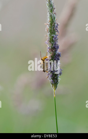 Une mouche jaune sur un gazon graines violacée. Les couleurs se complètent très bien. Tourné en une prairie de Cumbrie. Banque D'Images