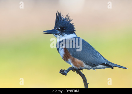 - Martin-pêcheur d'Amérique Megaceryle alcyon - femelle Banque D'Images