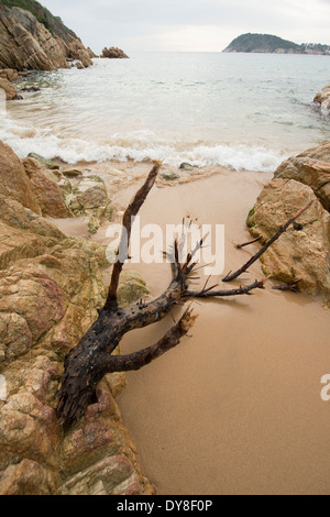 Es Castell (Palamós) naturel préservé, l'un des rares intact à Costa Brava, Espagne Banque D'Images