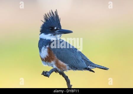 - Martin-pêcheur d'Amérique Megaceryle alcyon - femelle Banque D'Images