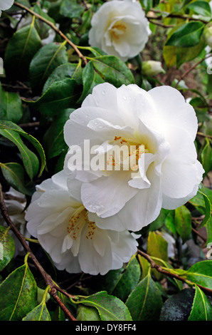 Camellia x williamsii cultivar 'Chine' argile au printemps Banque D'Images