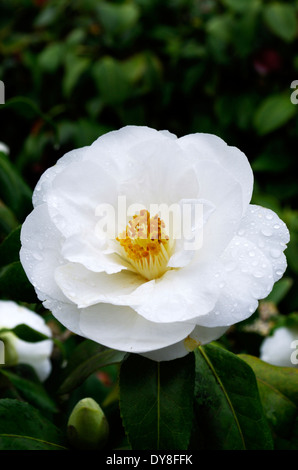 Camellia x williamsii cultivar 'Chine' argile au printemps Banque D'Images