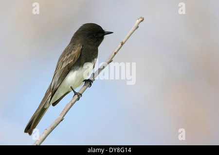 Phoebe Sayornis nigricans - noir Banque D'Images