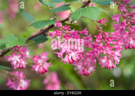 Ribes sanguineum 'Atrorubens'. Groseillier à fleurs au début du printemps. Banque D'Images