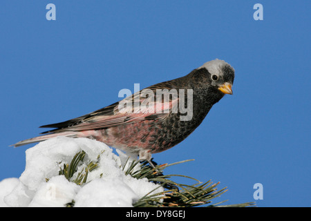 Rose-Noire - Leucosticte atrata finch - mâle Banque D'Images