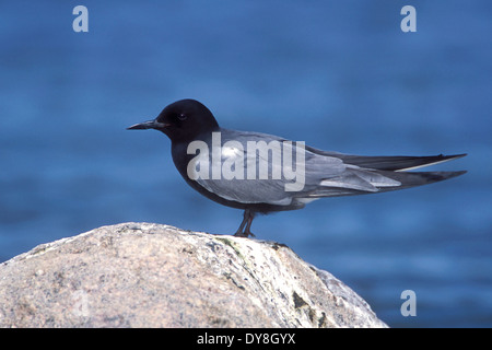 Guifette noire - Chlidonias niger - Sélection des profils Banque D'Images