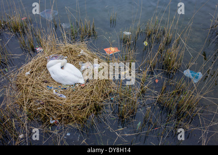 Une femelle cygne muet (pen) couve ses œufs sur un nid entouré de sacs en plastique, des déchets dans un bassin d'eau en milieu urbain. Banque D'Images