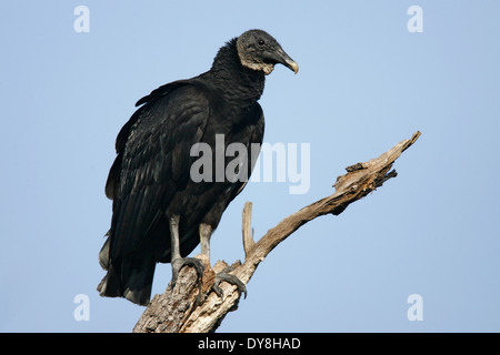 Urubu noir - Coragyps atratus - adulte Banque D'Images