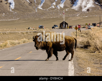 Bison d'Amérique, American Buffalo, traverser la route, le Parc National de Yellowstone, près de Gardiner, USA Banque D'Images