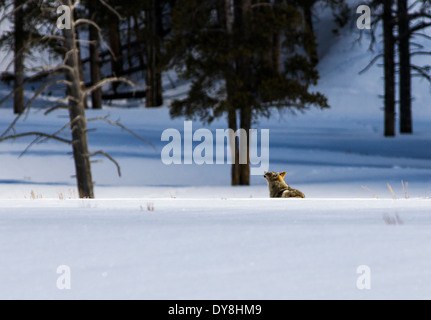 Coyote Canis latrans, américain, le chacal, le loup loup des prairies, pinceau, Lamar Valley, le Parc National de Yellowstone, Wyoming, USA Banque D'Images