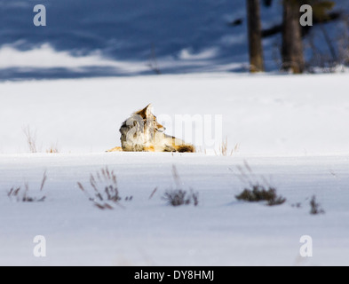 Coyote Canis latrans, américain, le chacal, le loup loup des prairies, pinceau, Lamar Valley, le Parc National de Yellowstone, Wyoming, USA Banque D'Images