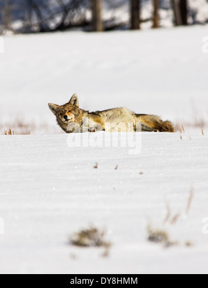 Coyote Canis latrans, américain, le chacal, le loup loup des prairies, pinceau, Lamar Valley, le Parc National de Yellowstone, Wyoming, USA Banque D'Images