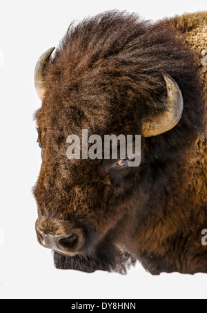 Bison d'Amérique, American Buffalo, en profonde neige de l'hiver, le Parc National de Yellowstone, Wyoming, USA Banque D'Images